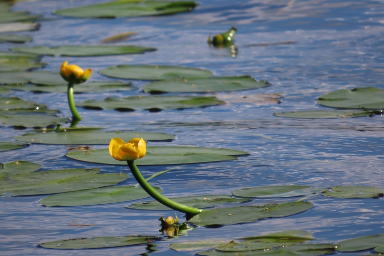 Кубышка желтая картинка