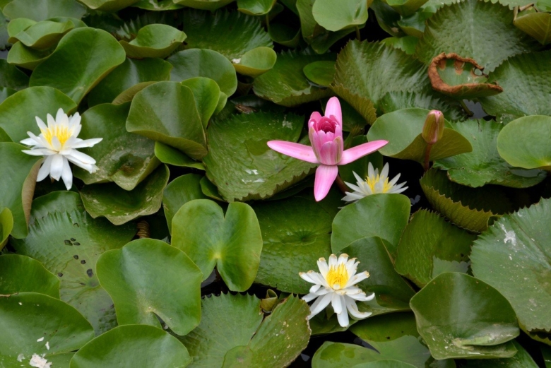 Водокрас кубышка