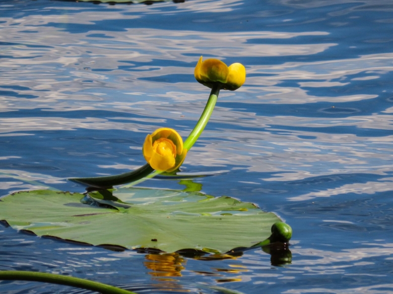 Кубышка картинка