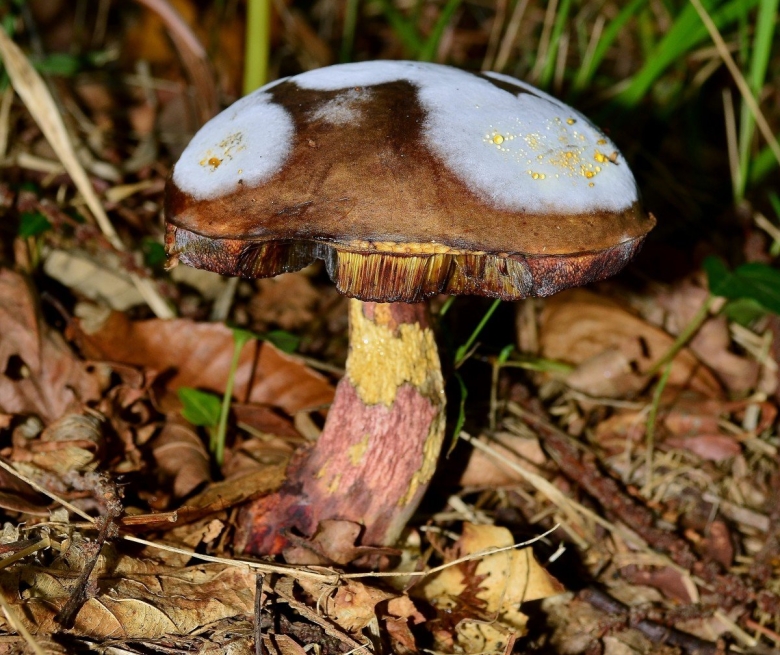 Подкопытник гриб