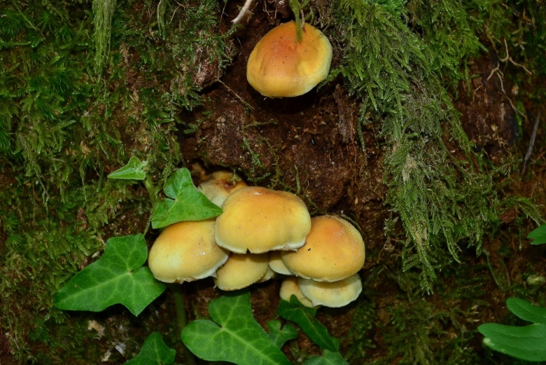 Ложноопёнок серно-жёлтый