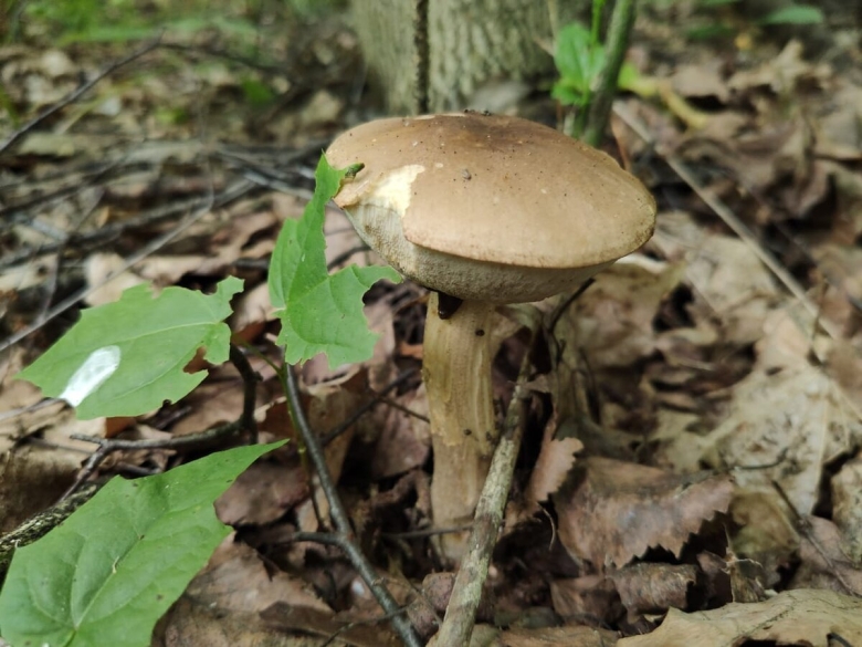 Грибы Татарстана