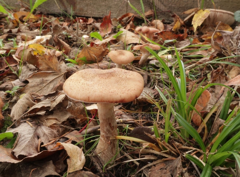 Опёнок луковичноногий