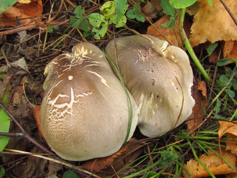 Осенние грибы Подмосковья съедобные