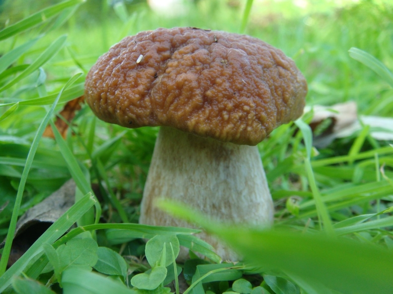 Груздь дубовый Lactarius insulsus