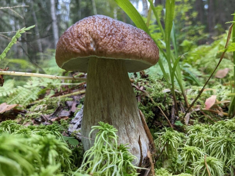 Грибники Владимирской области