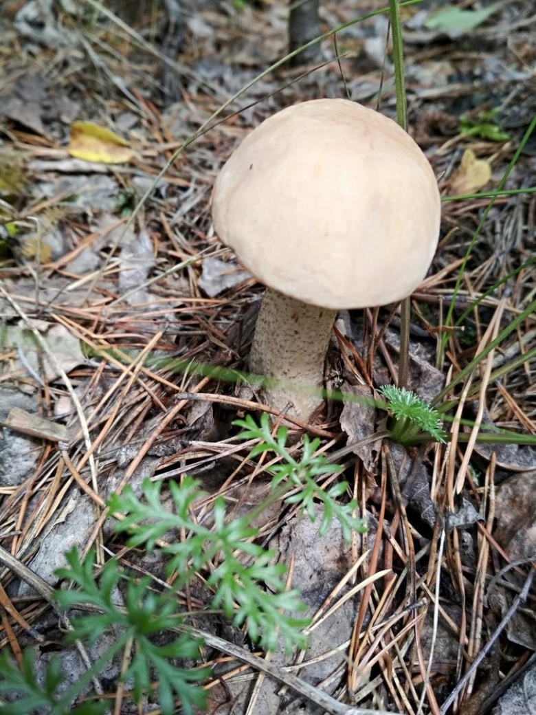 Грибы Хакасии с названиями