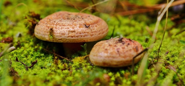 Гладыш гриб