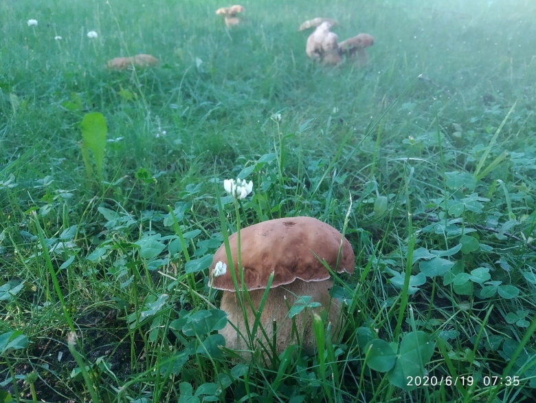 Грибы в Петергофским парке
