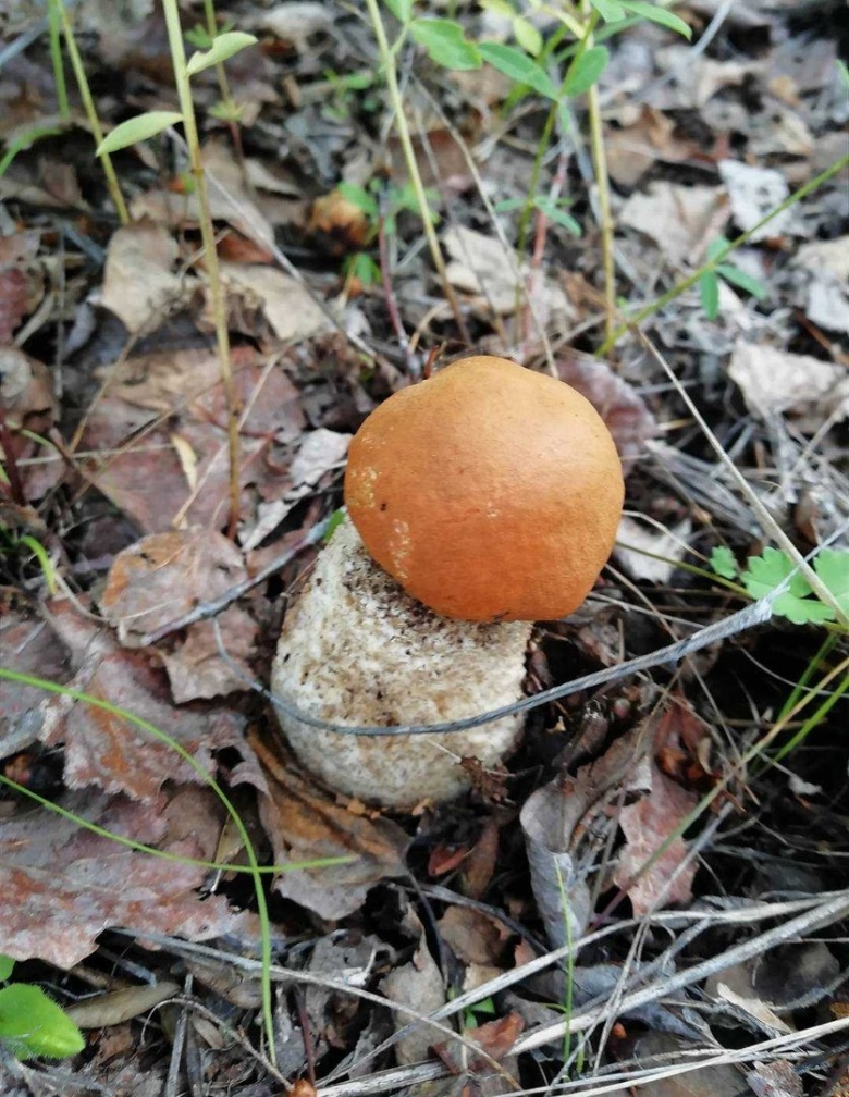 Боровик пластинчатый гриб