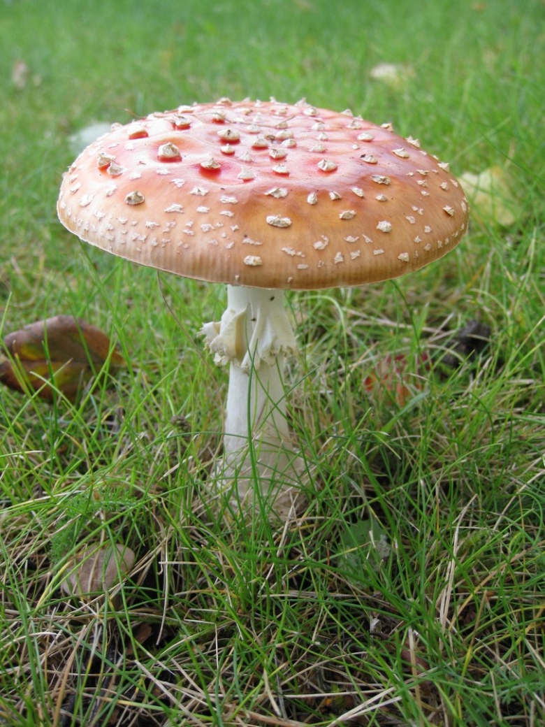 Грибы солоновики