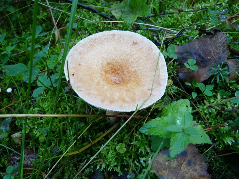 Волнушка белая съедобная