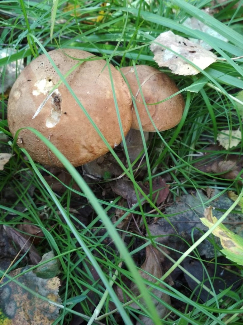 Грибы Хакасии с названиями