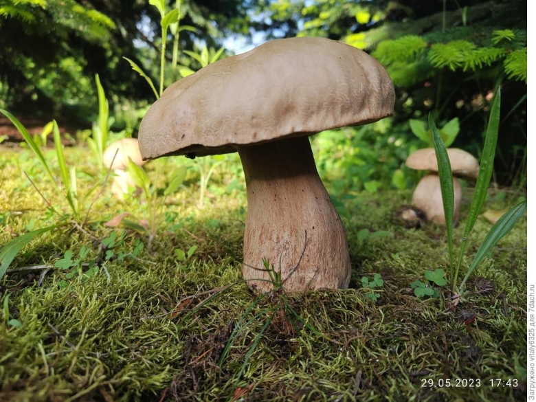 Полевые грибы Северная Осетия