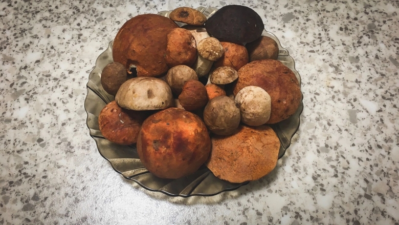 Грибы в ростовской области