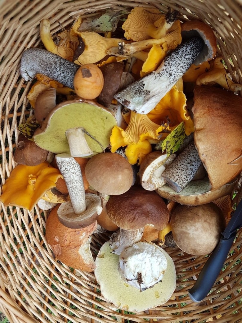 Съедобные грибы в лесу