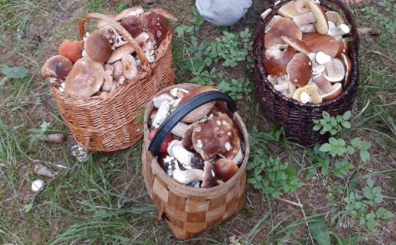 Всеволожский район Ленинградской области грибы