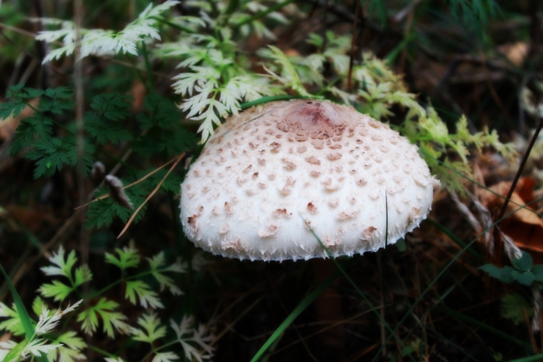 Грибы Черноземья съедобные