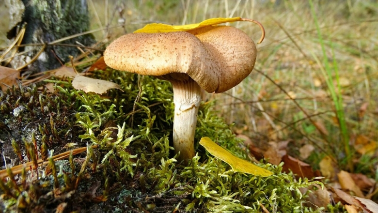 Грибы Смоленской области