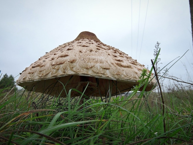 Гриб зонтик пёстрый macrolepiota procera