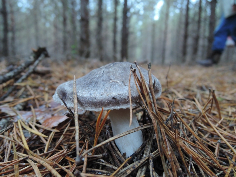 Грибы Черноземья