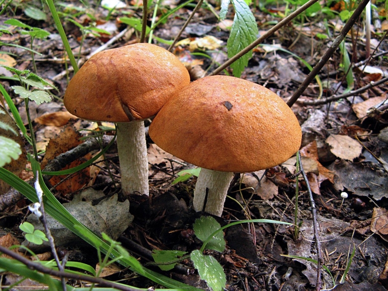 Грибы Подмосковья пластинчатые