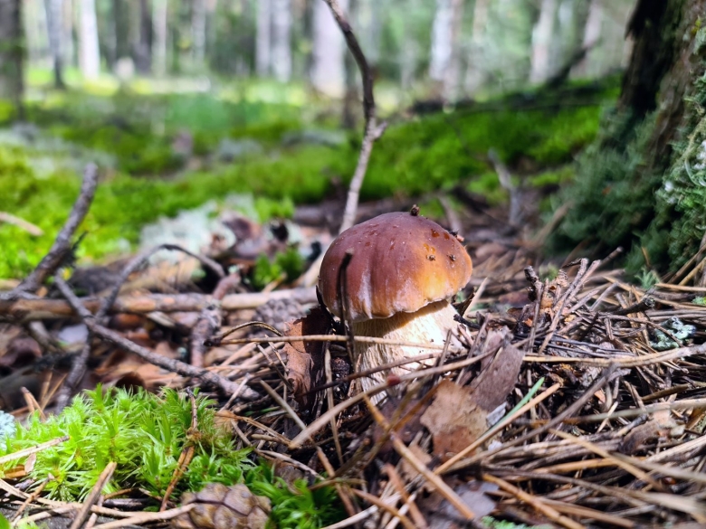 Грибы белый гриб