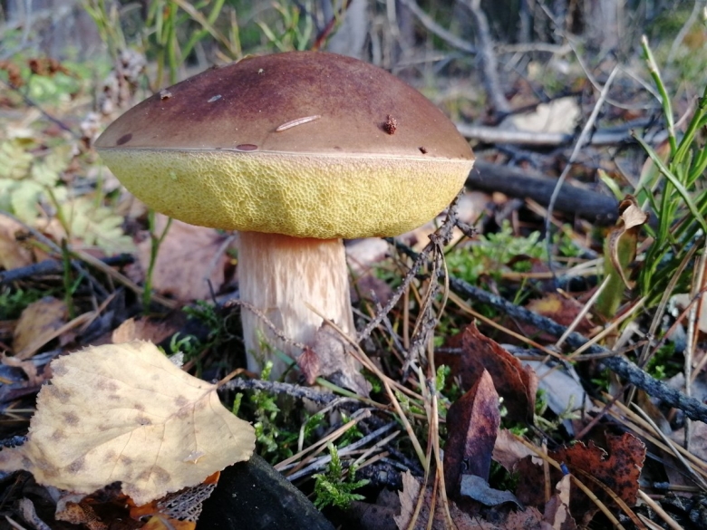 Гриб красавец