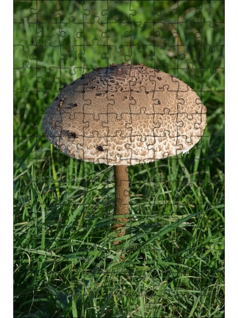 Съедобные грибы Татарстана