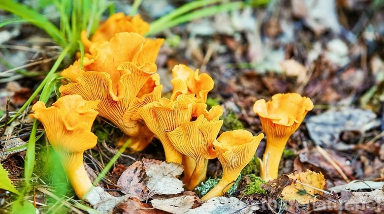 Лисичка Аметистовая Cantharellus amethysteus
