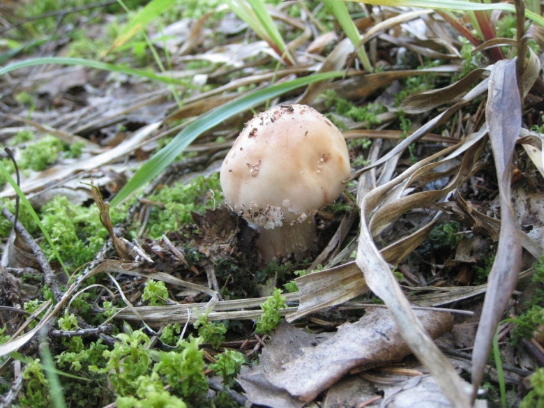 Несъедобные грибы Подмосковья