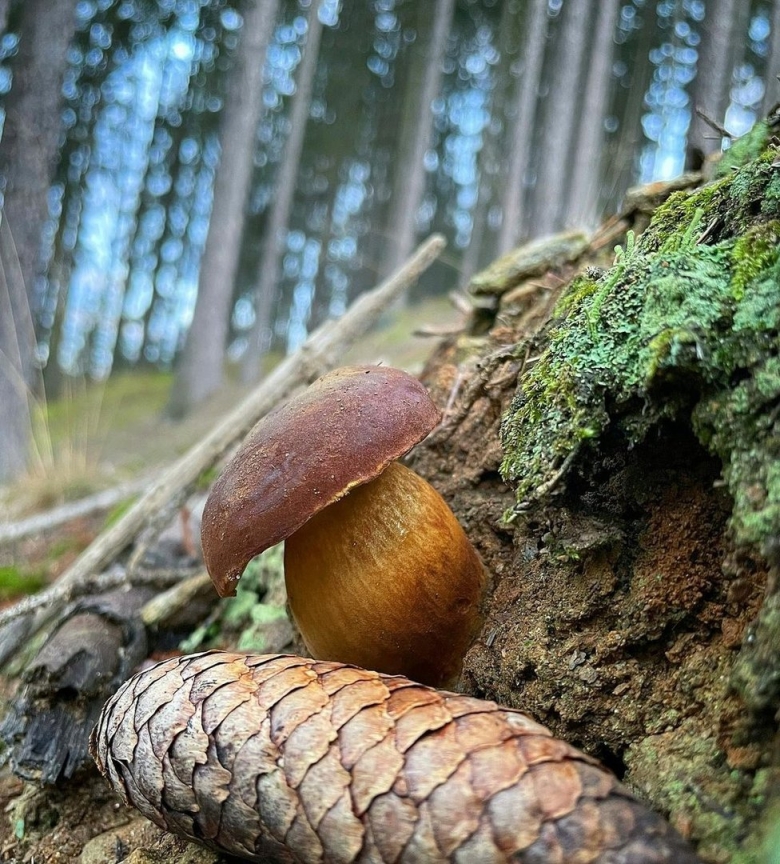 Мокруха Еловая гриб