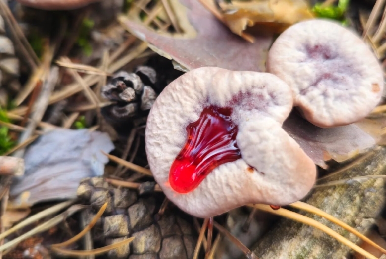 Кровоточащий зуб гриб