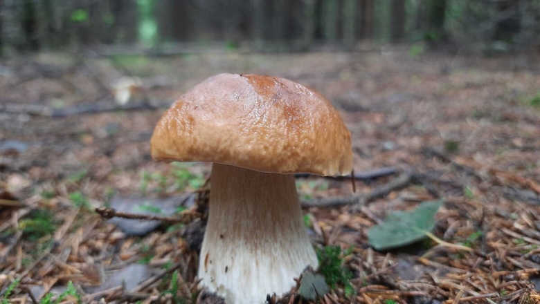 Грибы в Подмосковье с названиями