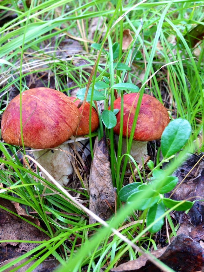 Съедобные и несъедобные грибы Урала