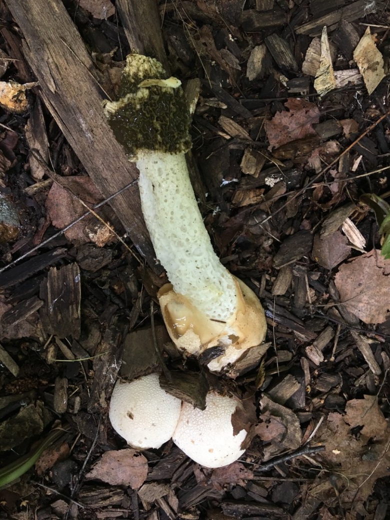 Весёлка обыкновенная гриб