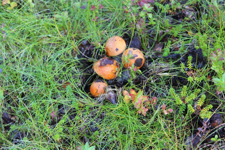 Грибы карелии