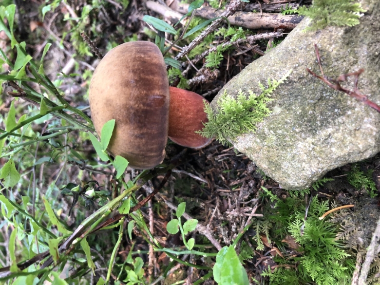 Несъедобные грибы Пермского края