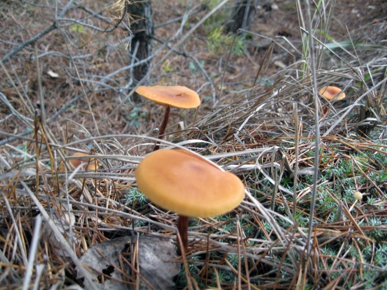 Грибы федорки