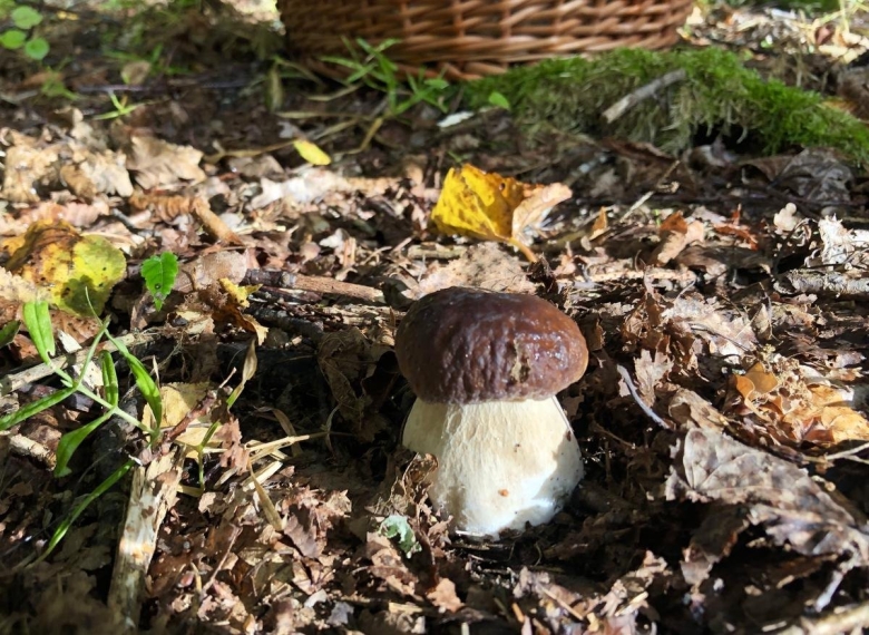 Грибы в Калининградской области