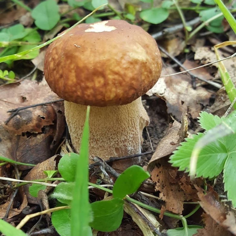 Съедобные грибы подмосковья