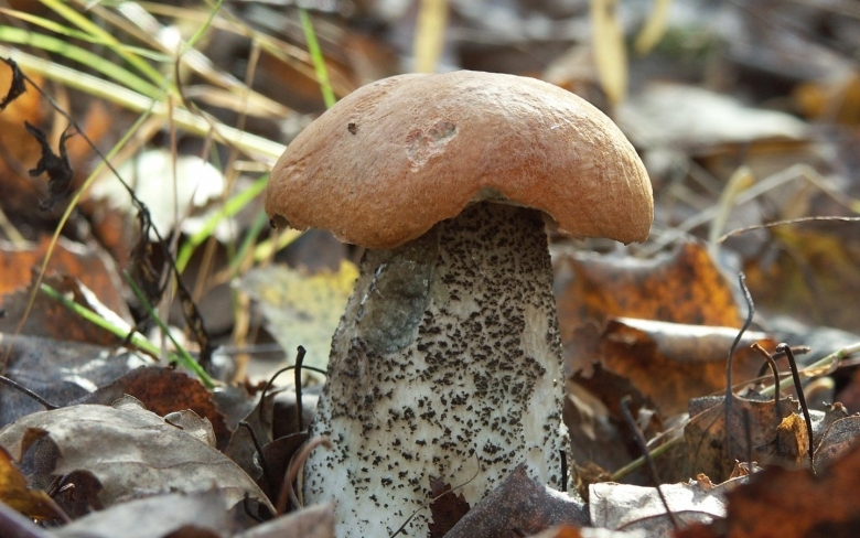 Подосиновик Макросъемка