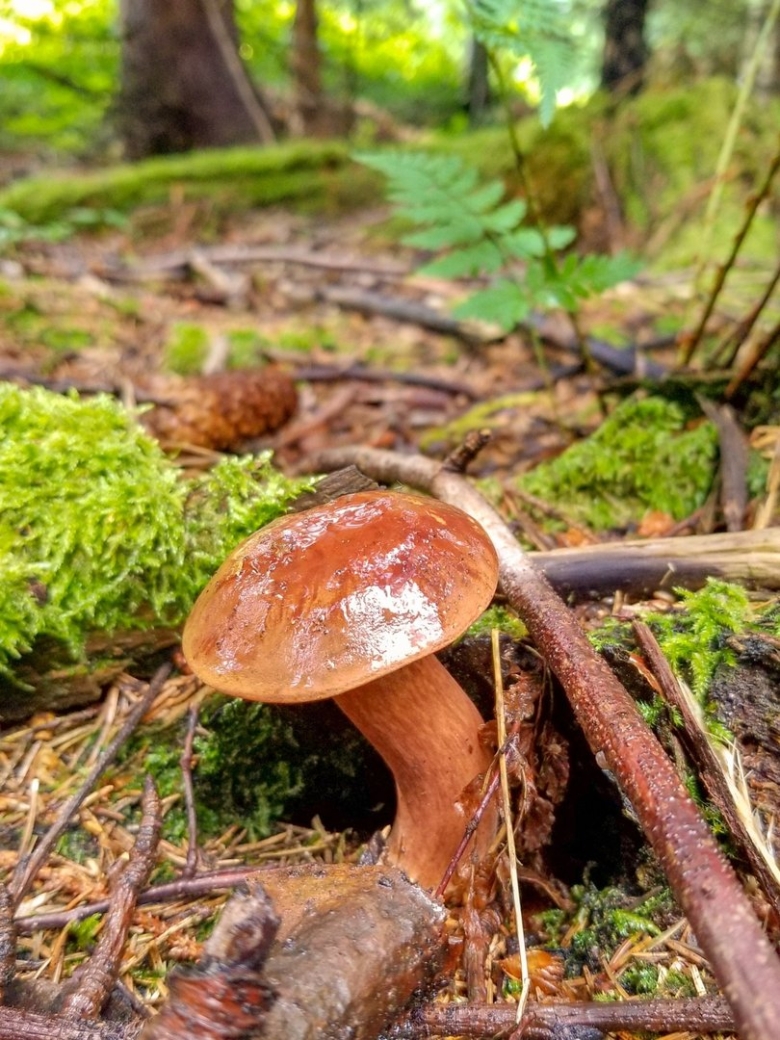 Грибы в сосновом лесу