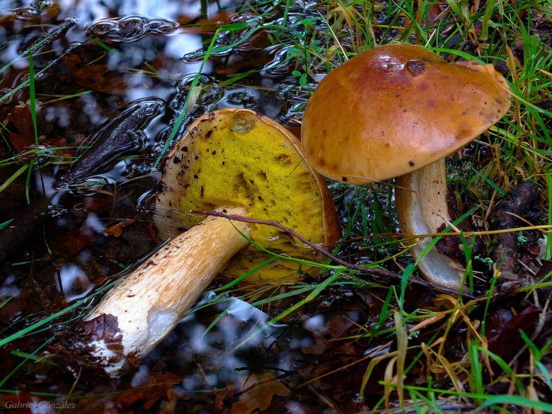 Сосновик гриб