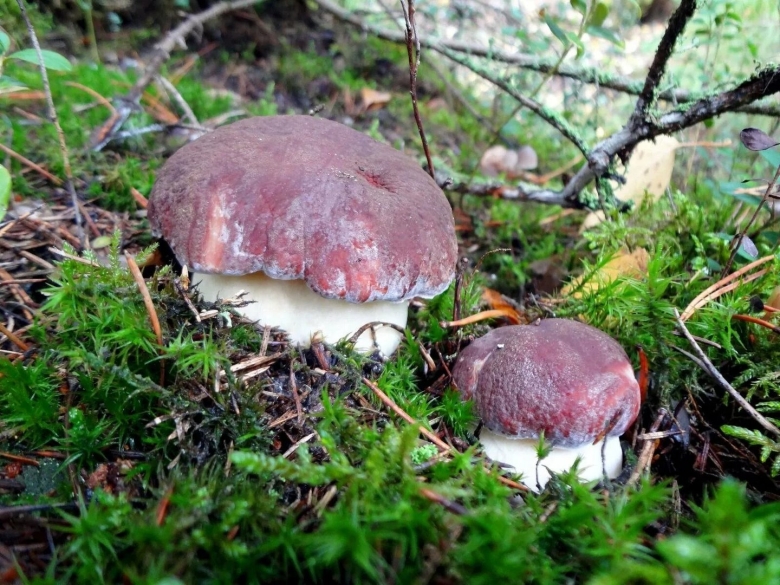 Болетус эдулис