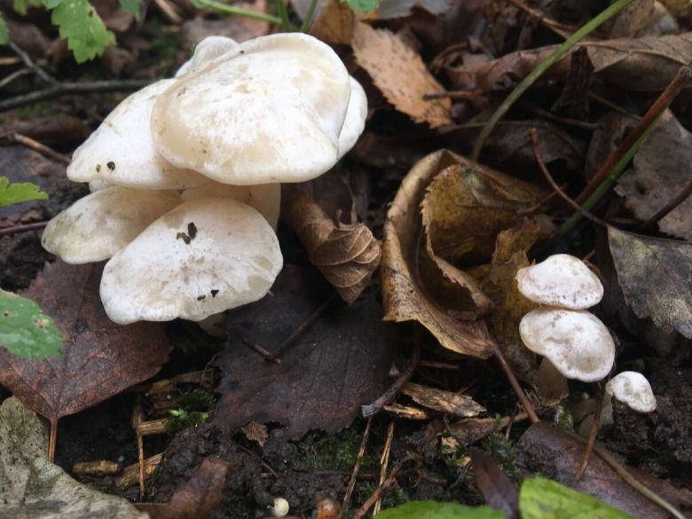 Говорушка восковатая