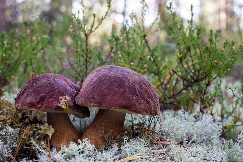 Грибы хмао югры