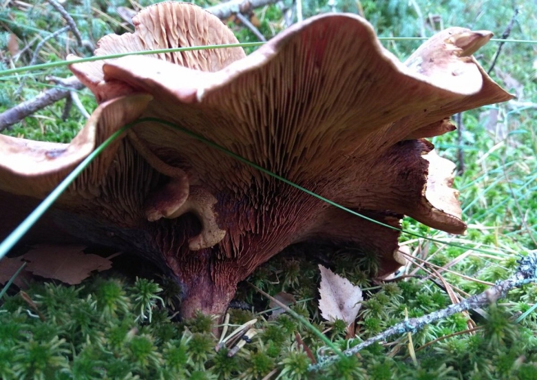 Коровник свинушка тонкая