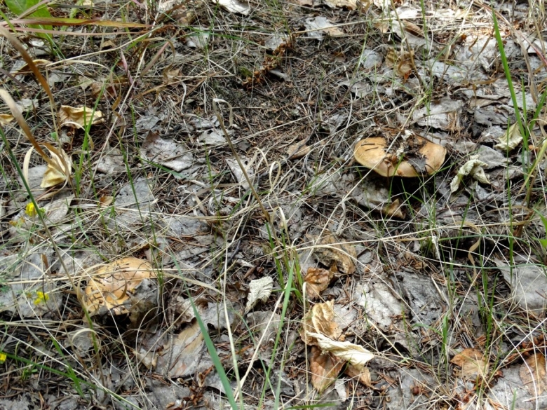 Коровники грибы фото