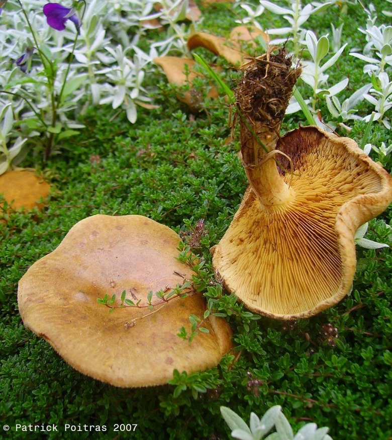 Гриб свинушка гриб коровяк